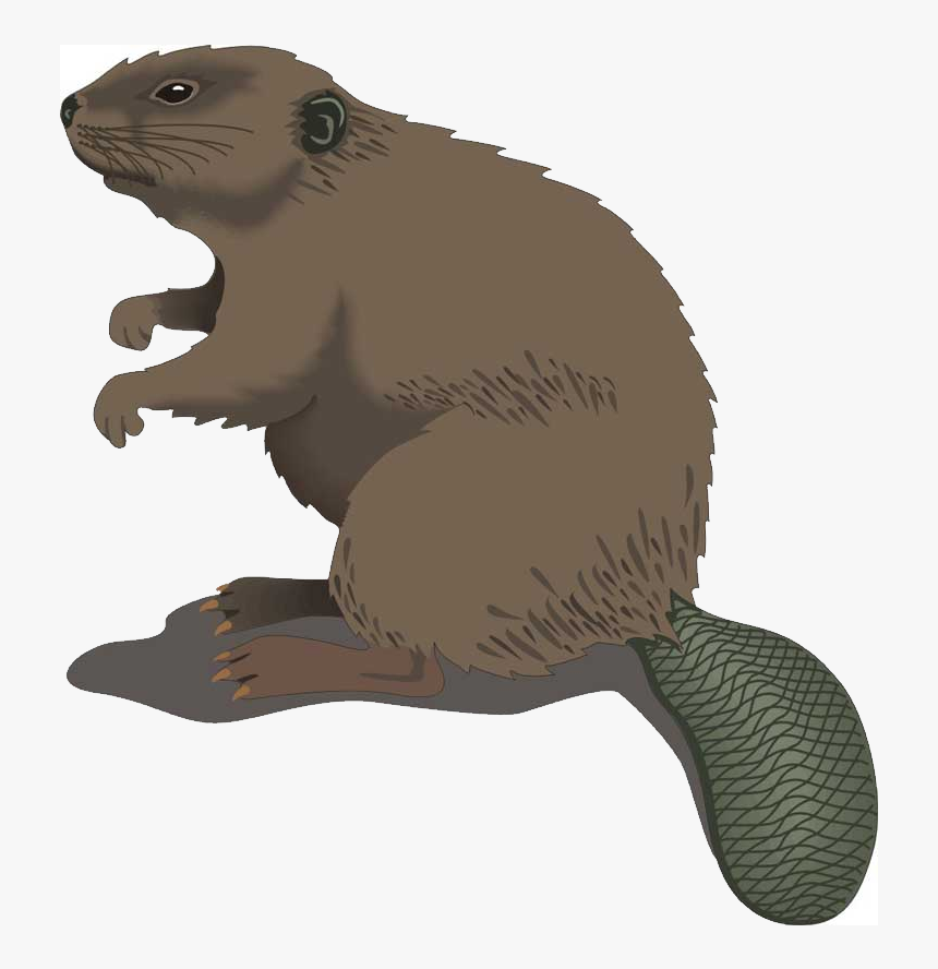 Free Download Of Beaver Png Picture - Beaver Clip Art, Transparent Png, Free Download
