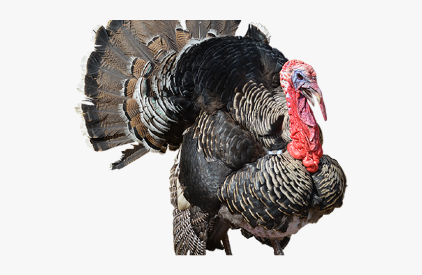Turkey Png Transparent, Png Download, Free Download