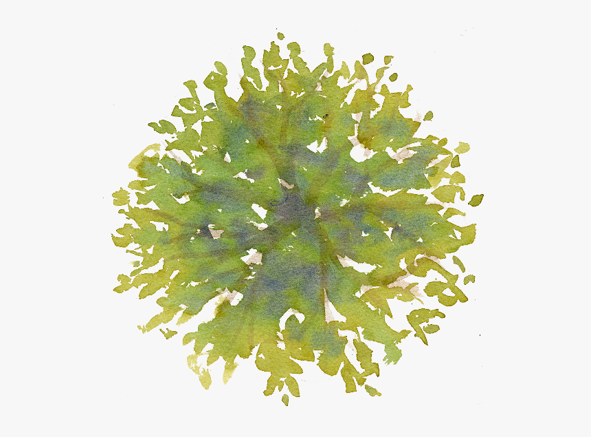 Tree In Plan Png, Transparent Png, Free Download