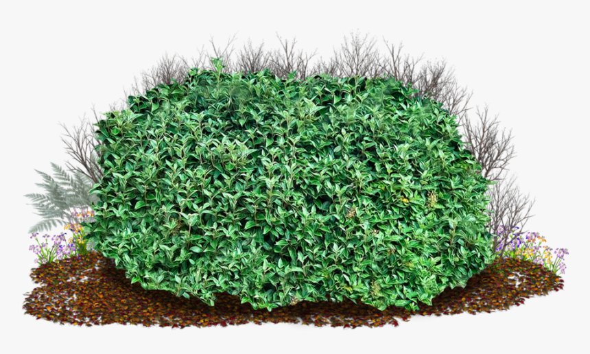 Bush Png Image - Shrub Clipart, Transparent Png, Free Download