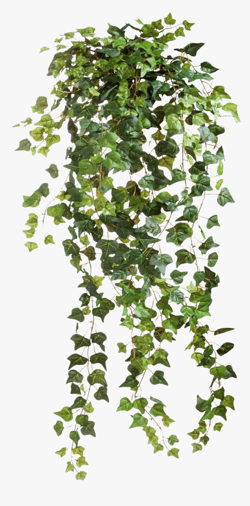 Vine Png, Transparent Png, Free Download