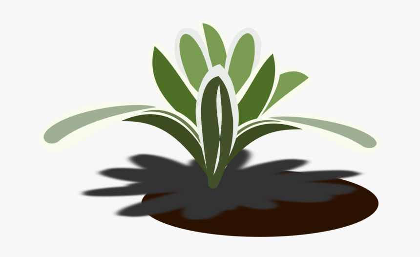 Plant,flora,leaf - Illustration, HD Png Download, Free Download