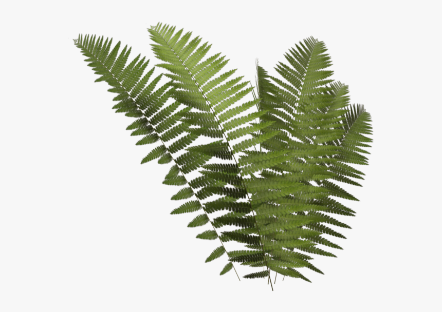 Thumb Image - Transparent Fern Png, Png Download, Free Download