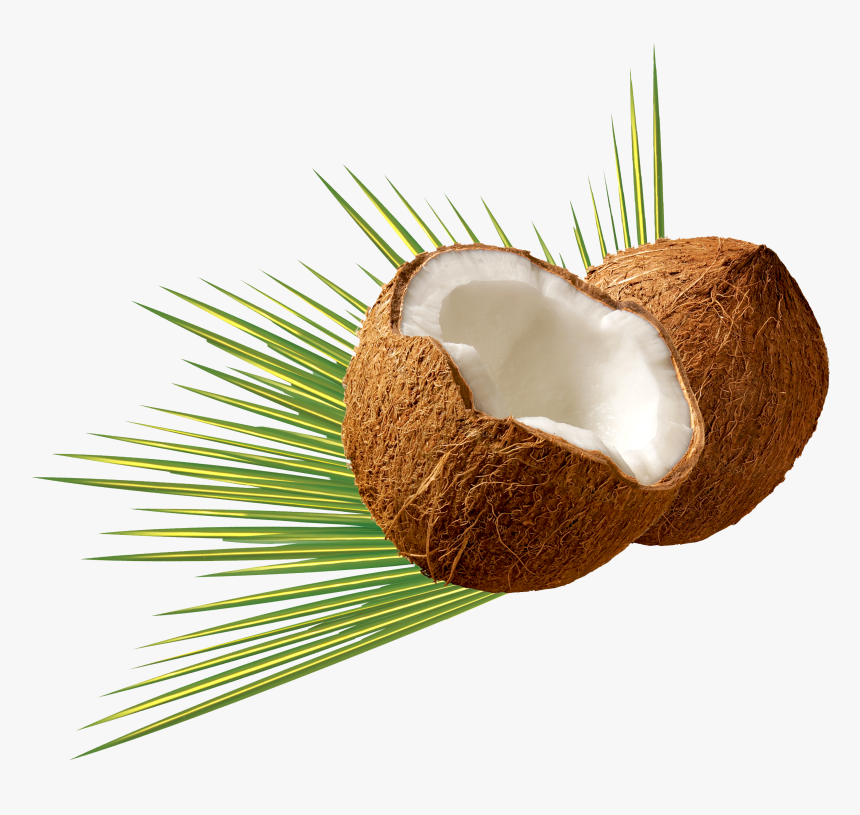 Png Image Pngpix - Coconut Png, Transparent Png, Free Download