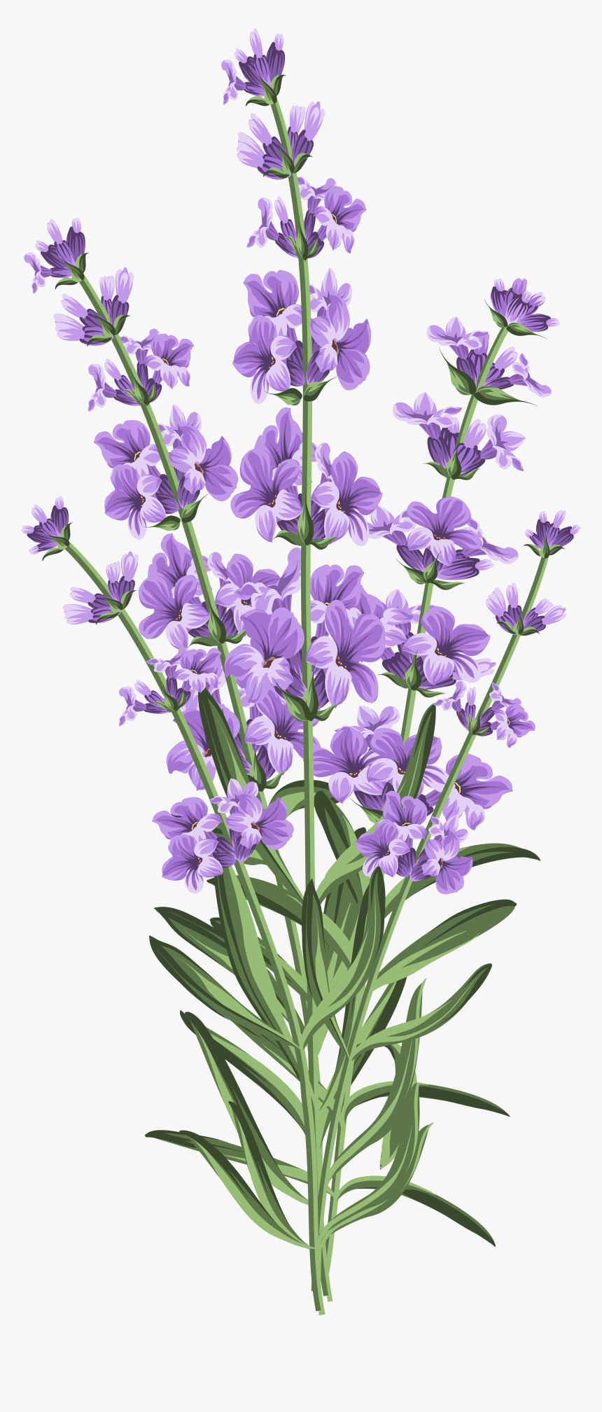 Transparent Essential Oil Clipart - Transparent Lavender Png, Png Download, Free Download