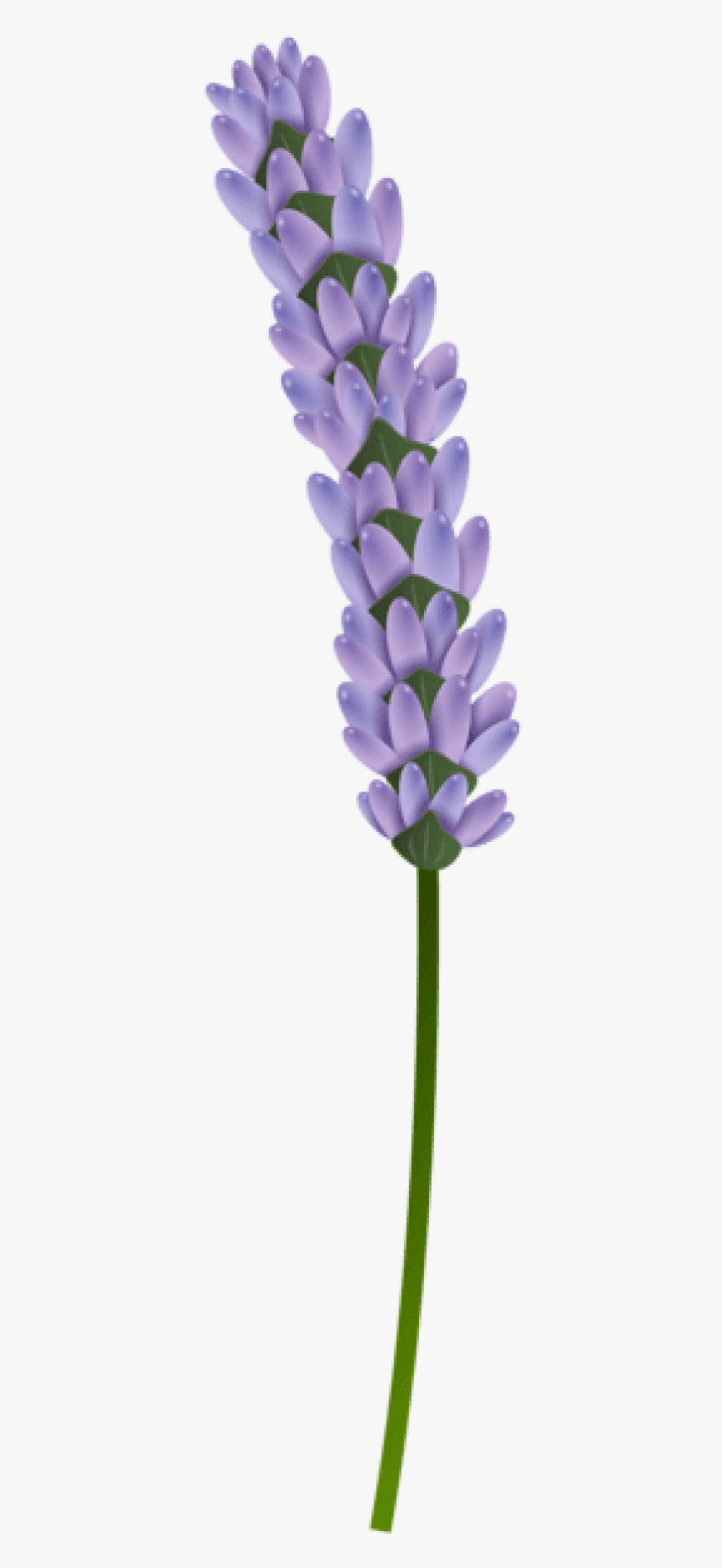 Transparent Background Lavender Png, Png Download, Free Download