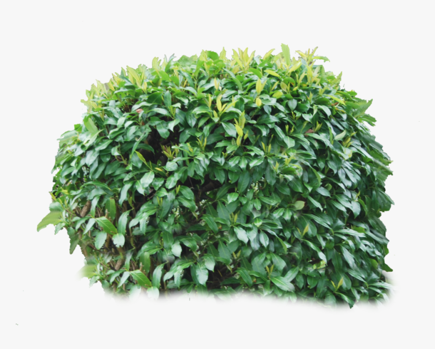 Bush Png Image Png Download - Transparent Background Bushes Png, Png Download, Free Download