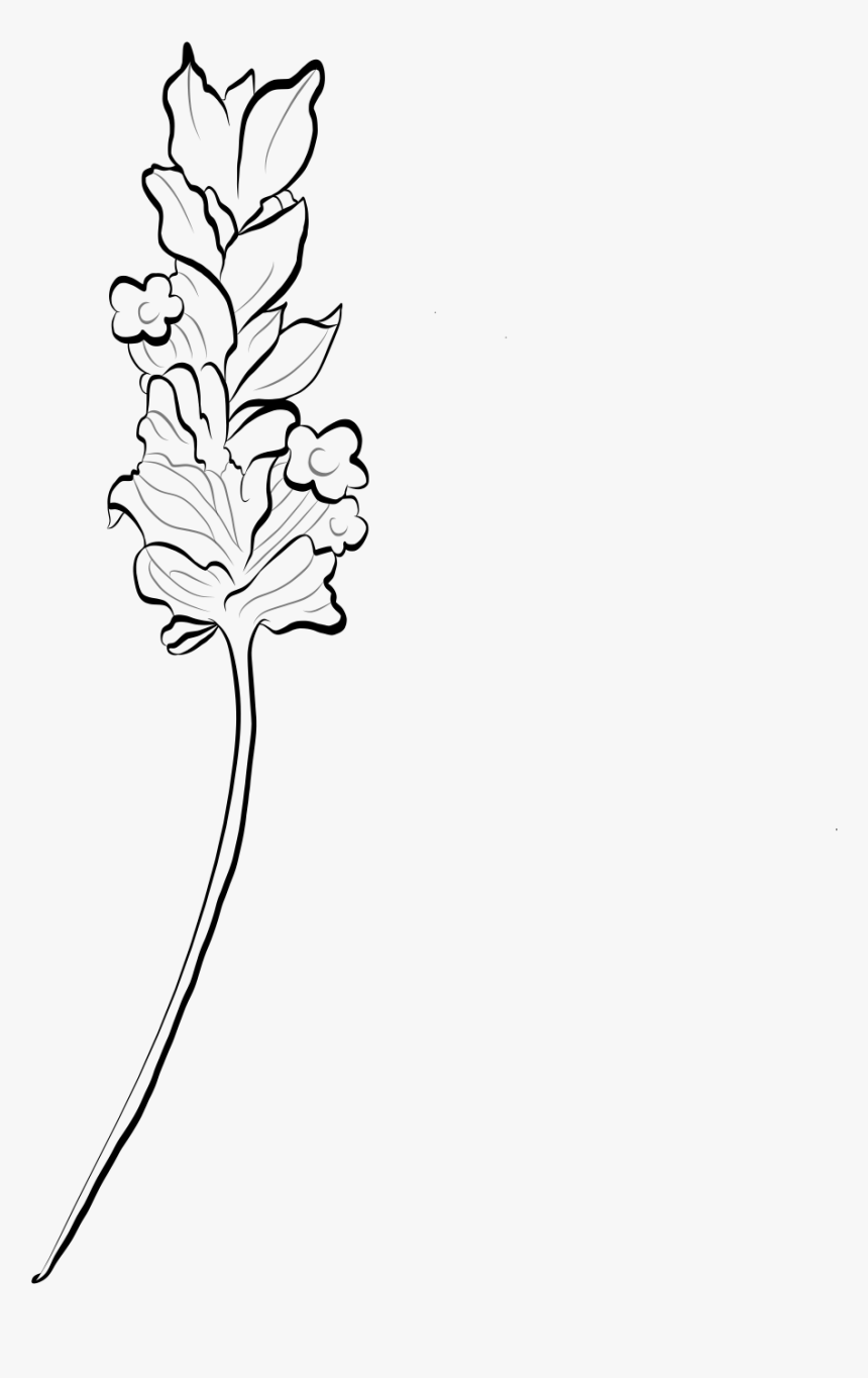 Line Art - Lavender Clipart Black And White, HD Png Download, Free Download