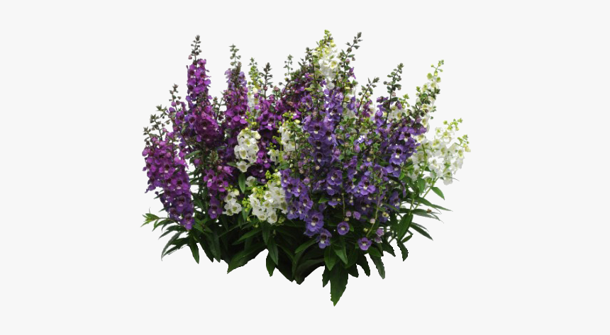 Buddleia - Plants Flowers Plan Png, Transparent Png, Free Download