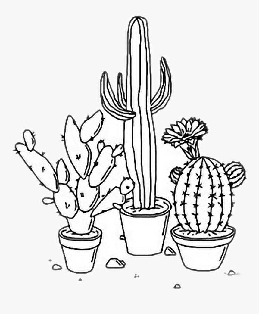 Cactus Aesthetic Plants Tumblr Outline Freetoedit Rh - Transparent White Aesthetic Png, Png Download, Free Download