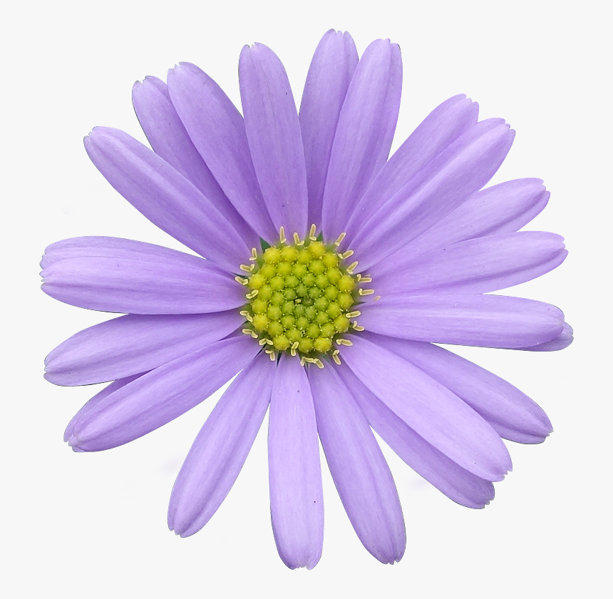 Flower,flowering Daisy,daisy Family,barberton Plant,annual - Light Purple Flower Png, Transparent Png, Free Download