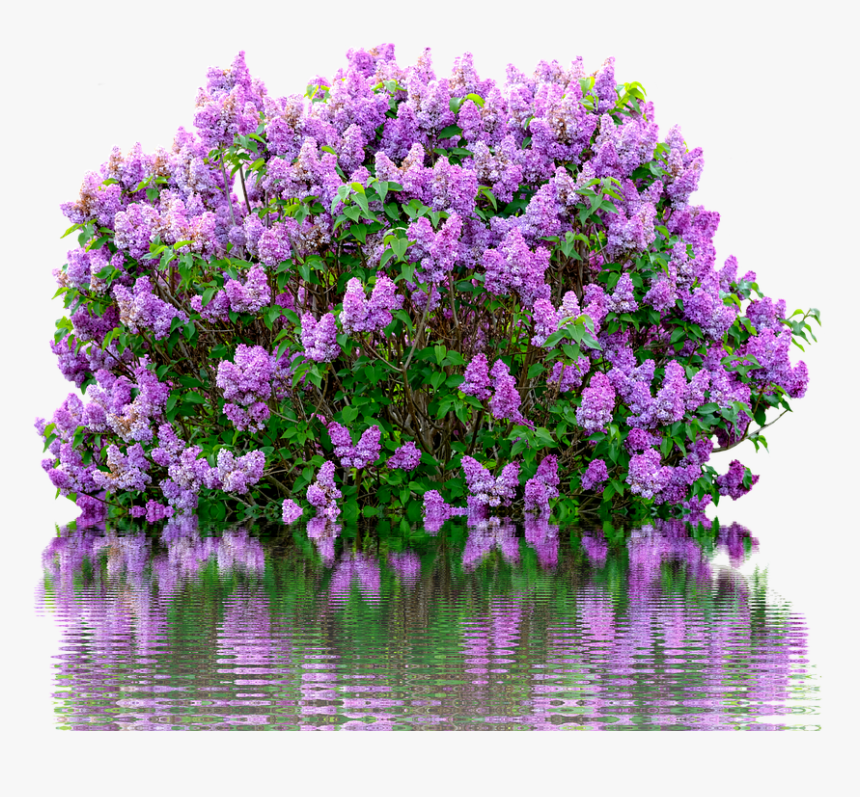 Scentara Double Blue Lilac, HD Png Download, Free Download