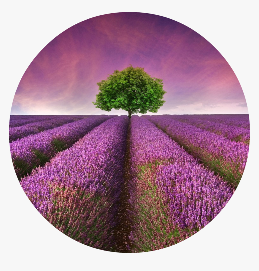 Lavender Field - Lavender Field With Tree Hd, HD Png Download, Free Download