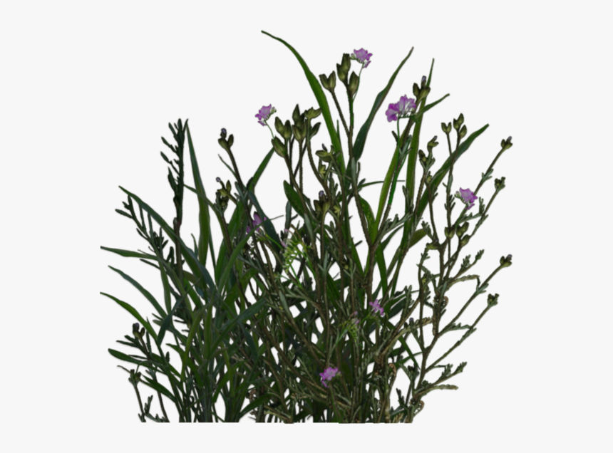 Transparent Petunia Png - Pond Plants Png, Png Download, Free Download