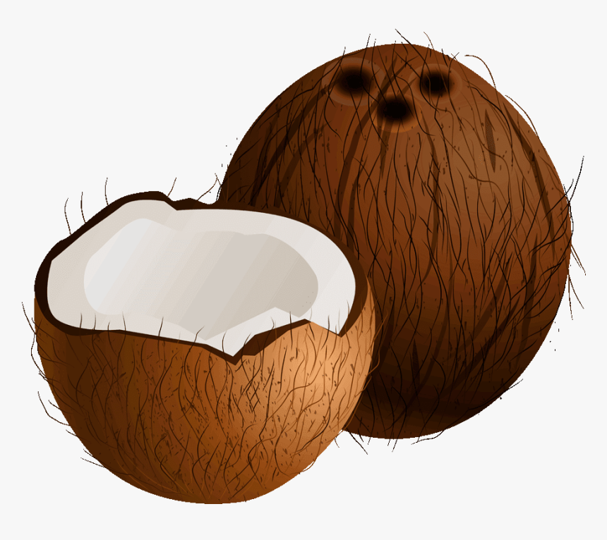 Coconut Clipart Fresh - Clip Art Picture Of Coconut, HD Png Download, Free Download
