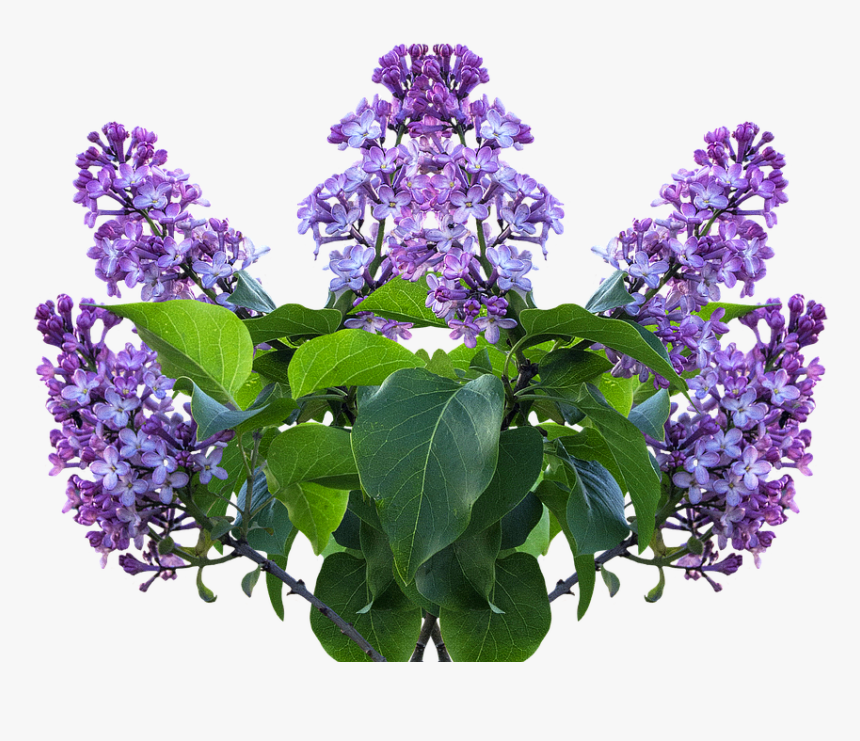 Lilac, Spring, Lilac Flower, Lilac Tree, Purple Flower - Transparent Lilac, HD Png Download, Free Download