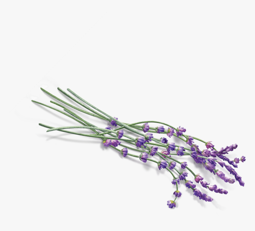 English-lavender - Transparent Background Vector Lavender Png, Png Download, Free Download
