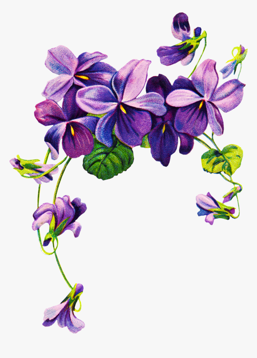 Lavender Flower Drawing - Transparent Purple Flowers Border Png, Png Download, Free Download