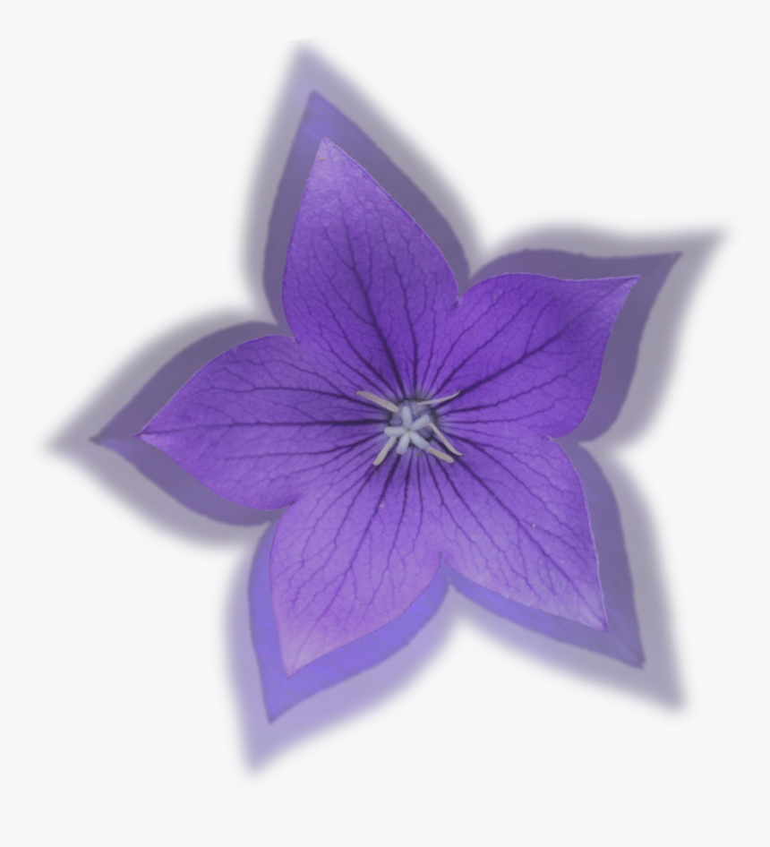 Small Flower Png -more Free Small Flower Png Images - Balloon Flower, Transparent Png, Free Download