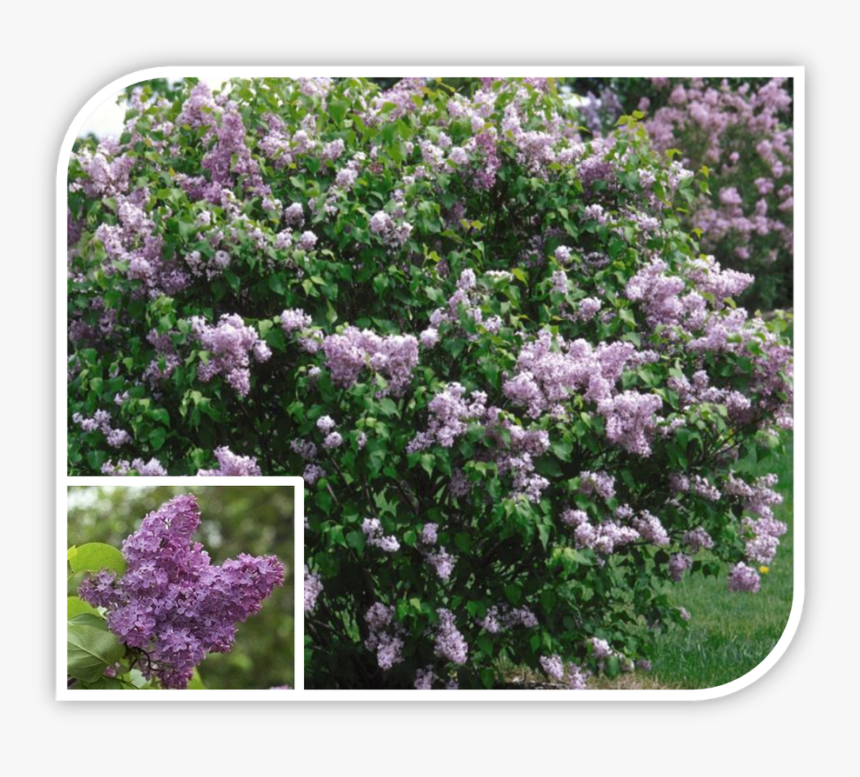 Picture - Common Lilac Flowering Shrubs, HD Png Download, Free Download
