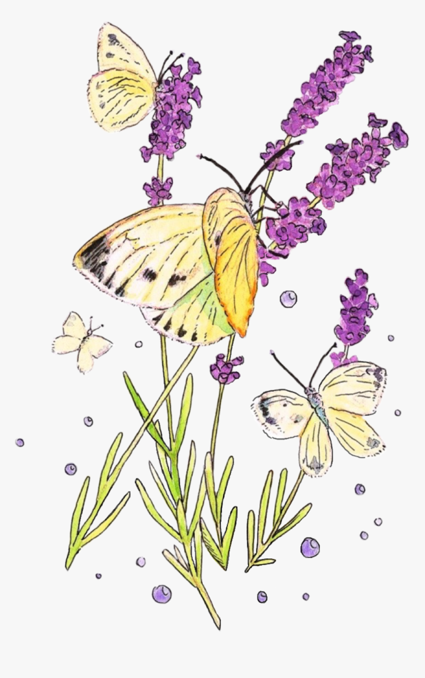 Transparent Lavender Butterfly Clipart - Fernleaf Lavender, HD Png Download, Free Download