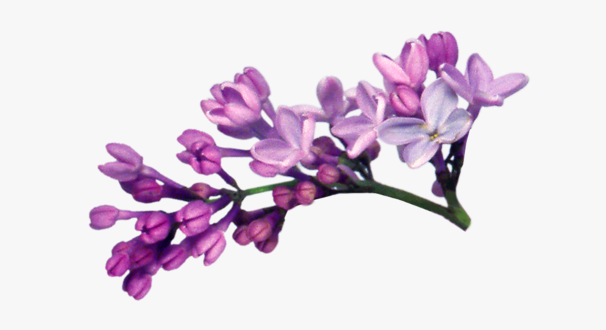 Lavender Bush Png, Transparent Png, Free Download