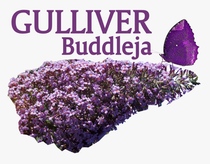 Image Of Buddleja Gulliver - Heather, HD Png Download, Free Download