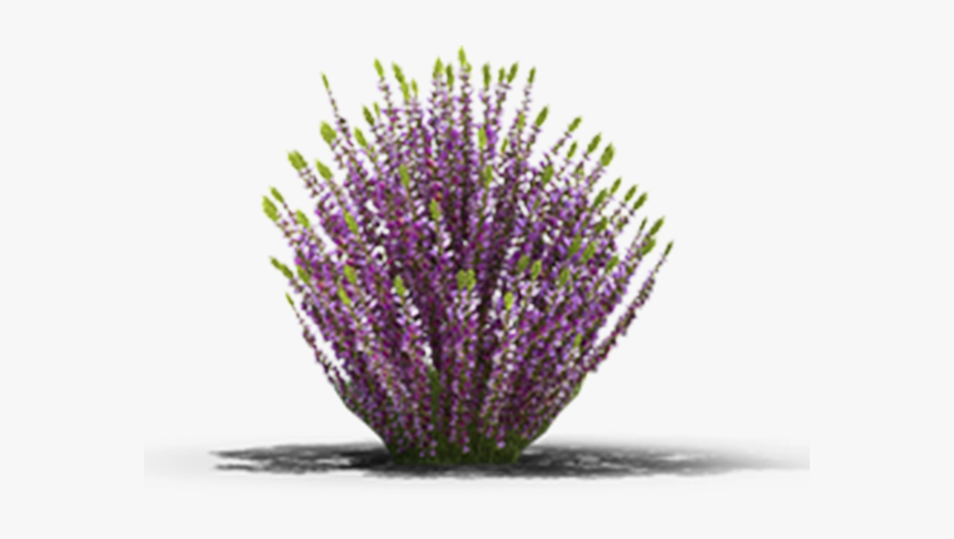 English Lavender, HD Png Download, Free Download