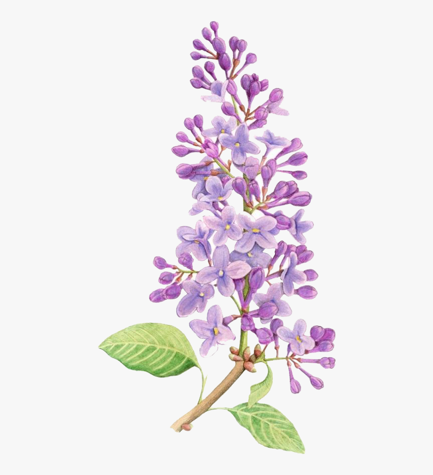 Tattoo Flower Lilac Purple Watercolor Flowers Painting - Vintage Lilac Flower Drawing, HD Png Download, Free Download