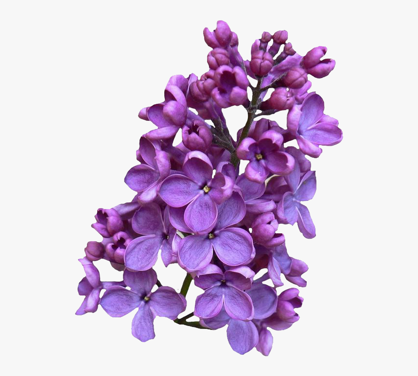 Lilac Png, Transparent Png, Free Download