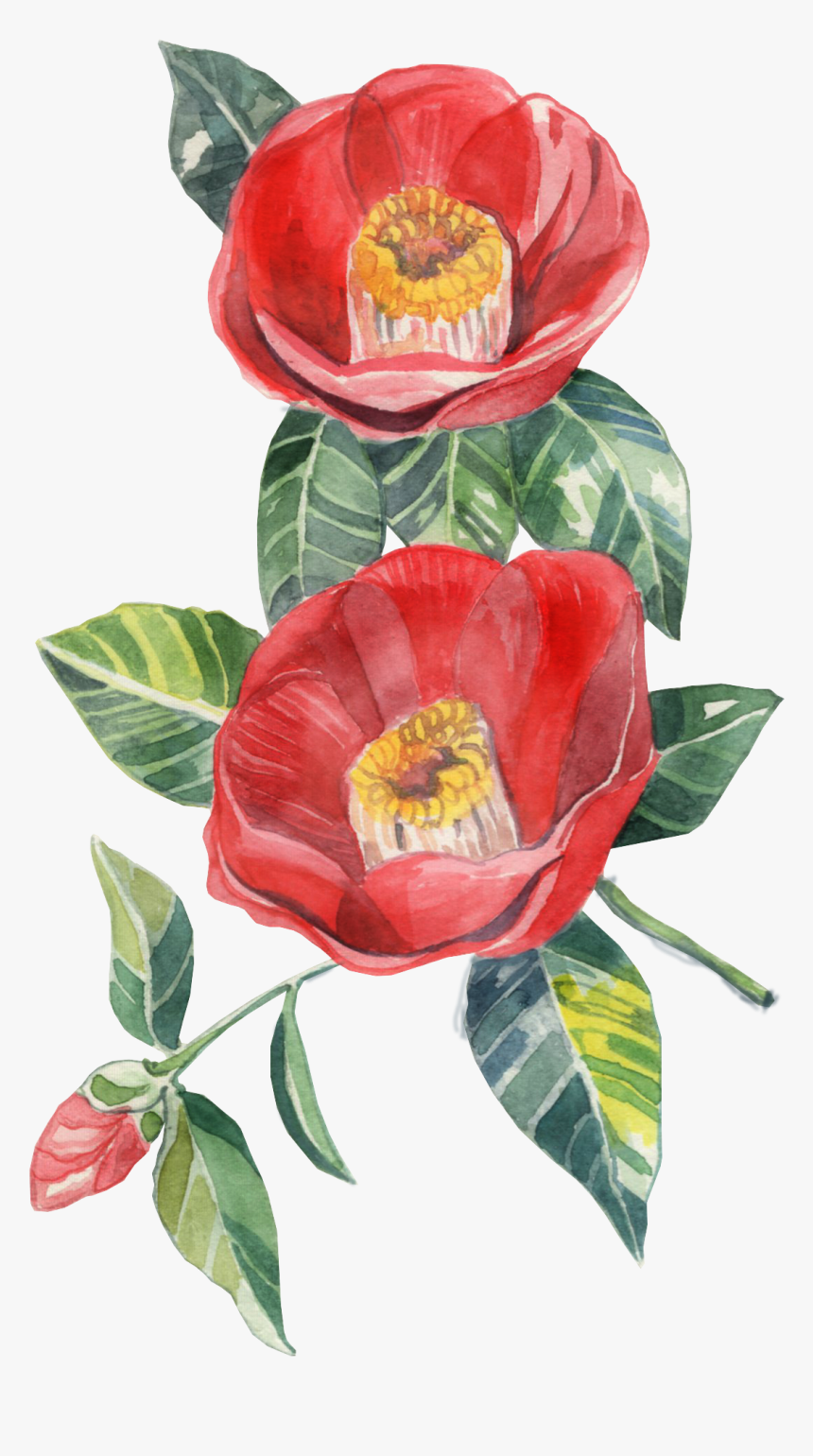 Camellia Png, Transparent Png, Free Download