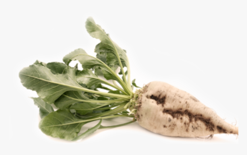 Transparent Beet Png - Sugar Beets, Png Download, Free Download