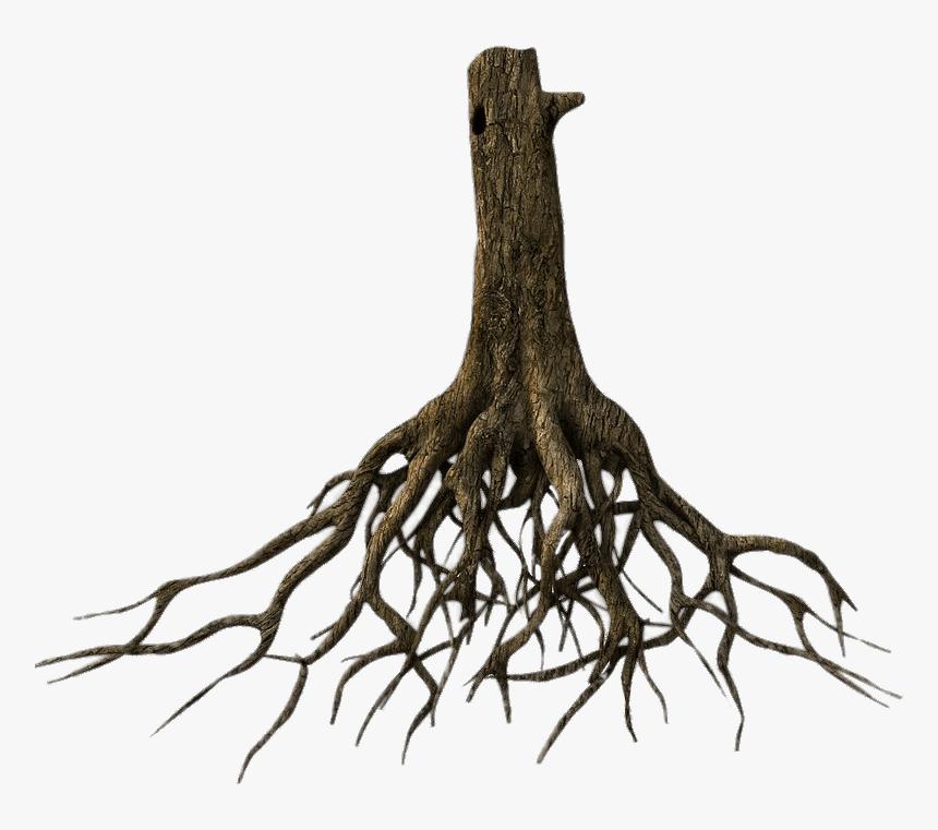 Transparent Tree Of Roots - Tree Roots Png, Png Download, Free Download