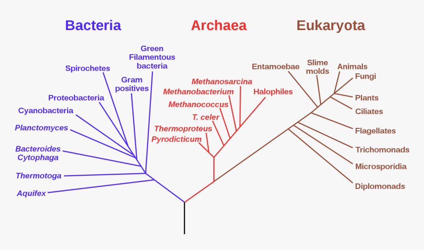 Does The Archaea Look Like, HD Png Download, Free Download