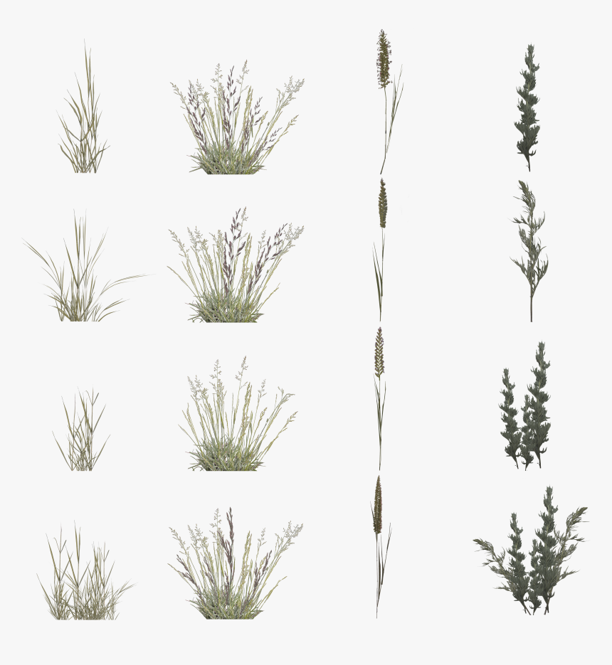 Grass, HD Png Download, Free Download