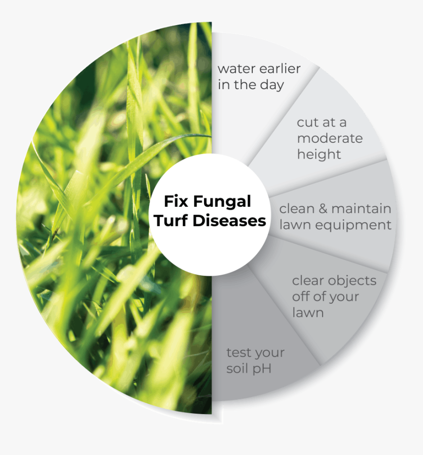 Preventing And Treating Fungal Diseases On Lawn Infographic - Cd, HD Png Download, Free Download