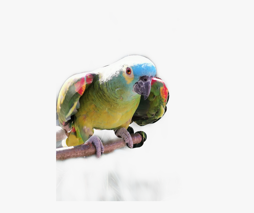 Transparent Papagei Clipart - Budgie, HD Png Download, Free Download