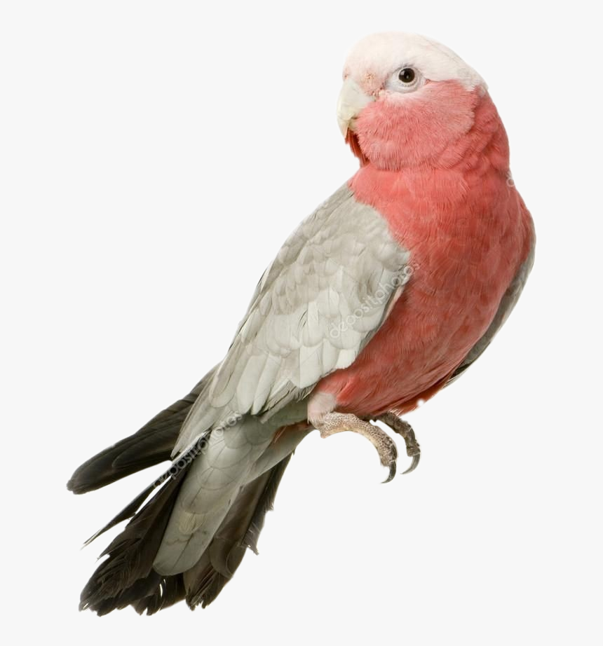 #budgie #parrot #bird #pinkaesthetic #redaesthetic - Cacatoès Rosalbin Fond Blanc, HD Png Download, Free Download
