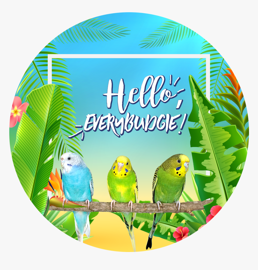 Hello Every Budgie - Budgie, HD Png Download, Free Download