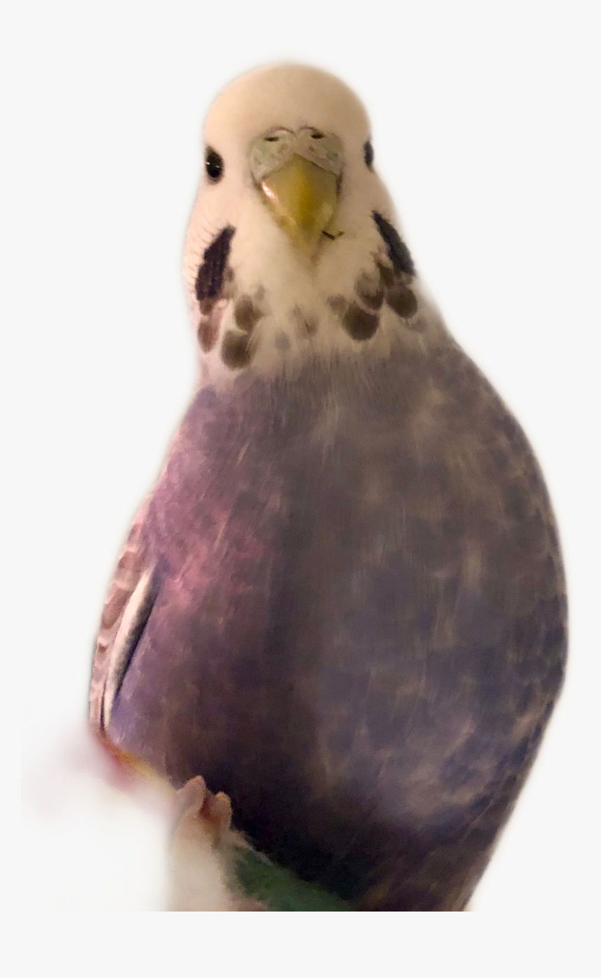 #budgie #birds #birdstickers #freetoedit - Budgie, HD Png Download, Free Download