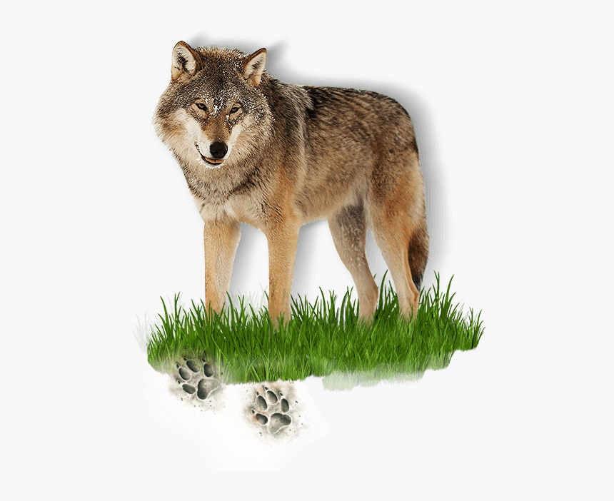 Basic Information - Coyote - Wolfdog, HD Png Download, Free Download
