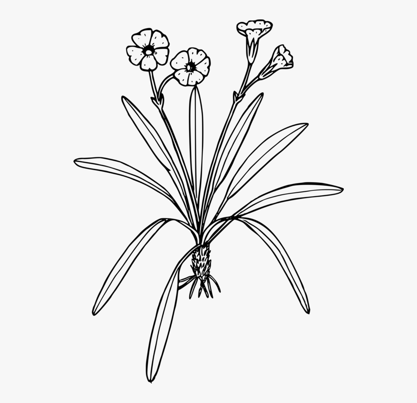 Clipart Plants That Bear Flowers Black And White, HD Png Download, Free Download