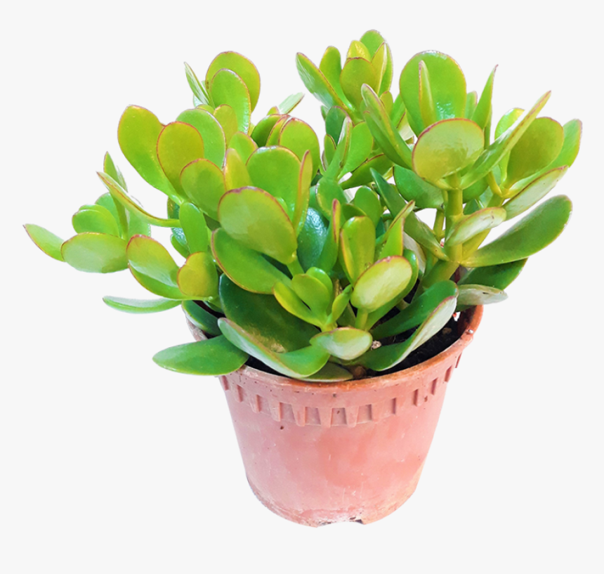 Jade Plant Singapore, HD Png Download, Free Download