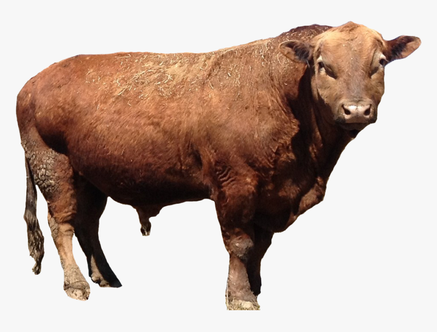 Transparent Bull Real - Offspring Of Cow And Buffalo, HD Png Download, Free Download