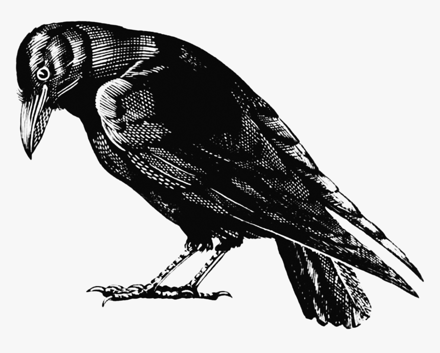 Crow - Crow Png Transparent, Png Download, Free Download