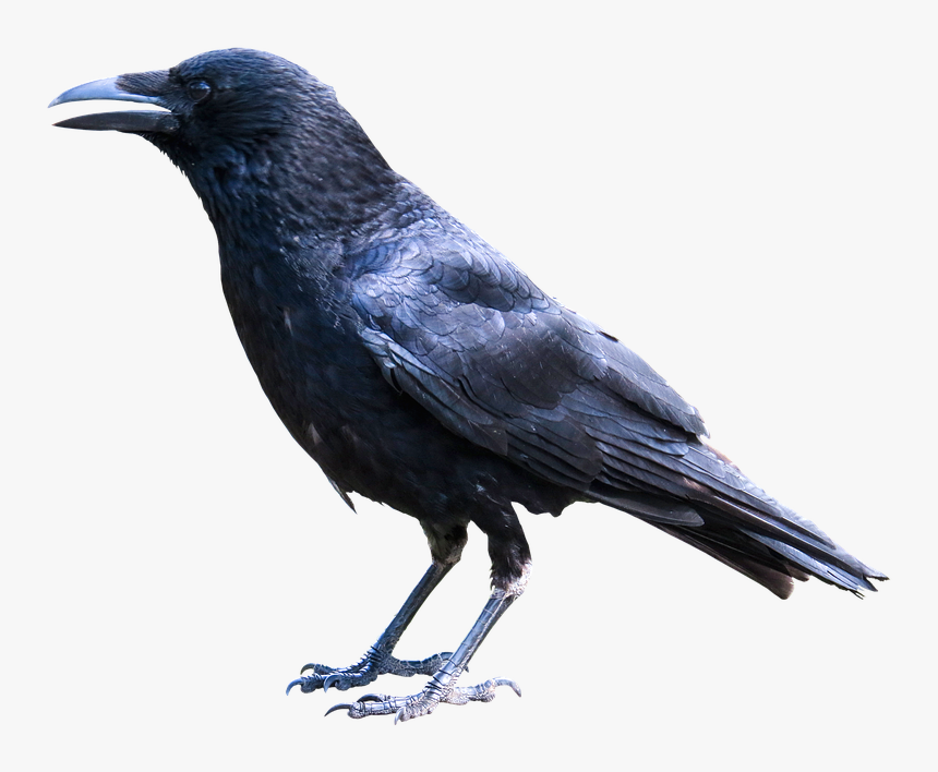 Animals, Bird, Raven, Crow, Black, Wise, Isolated - Crow Bird Png, Transparent Png, Free Download