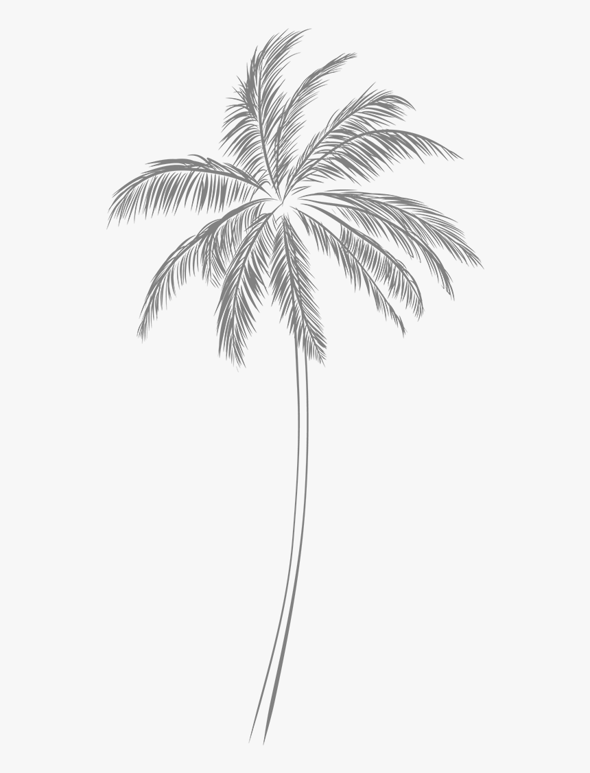 Attalea Speciosa, HD Png Download, Free Download