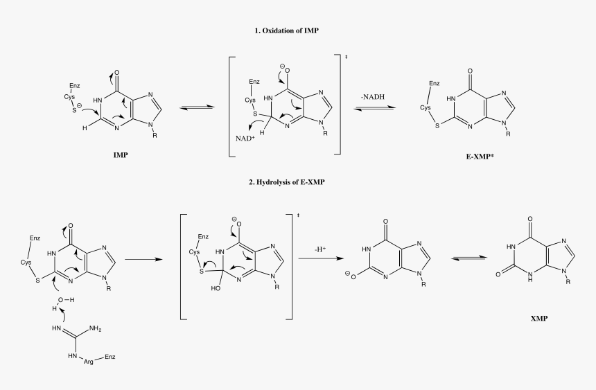 Imp Dehydrogenase Mechanism - Adenine To Inosine Mechanism, HD Png Download, Free Download