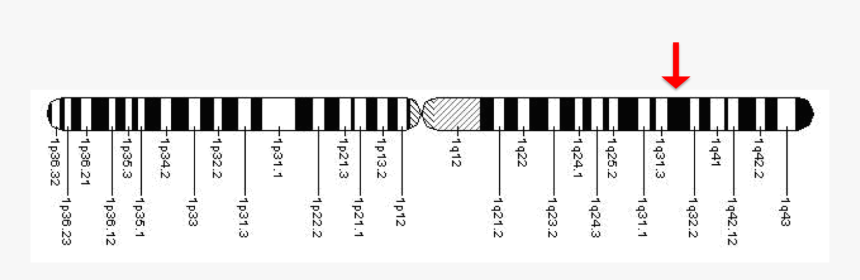 Gene Location - Gene Lmna Progeria, HD Png Download, Free Download