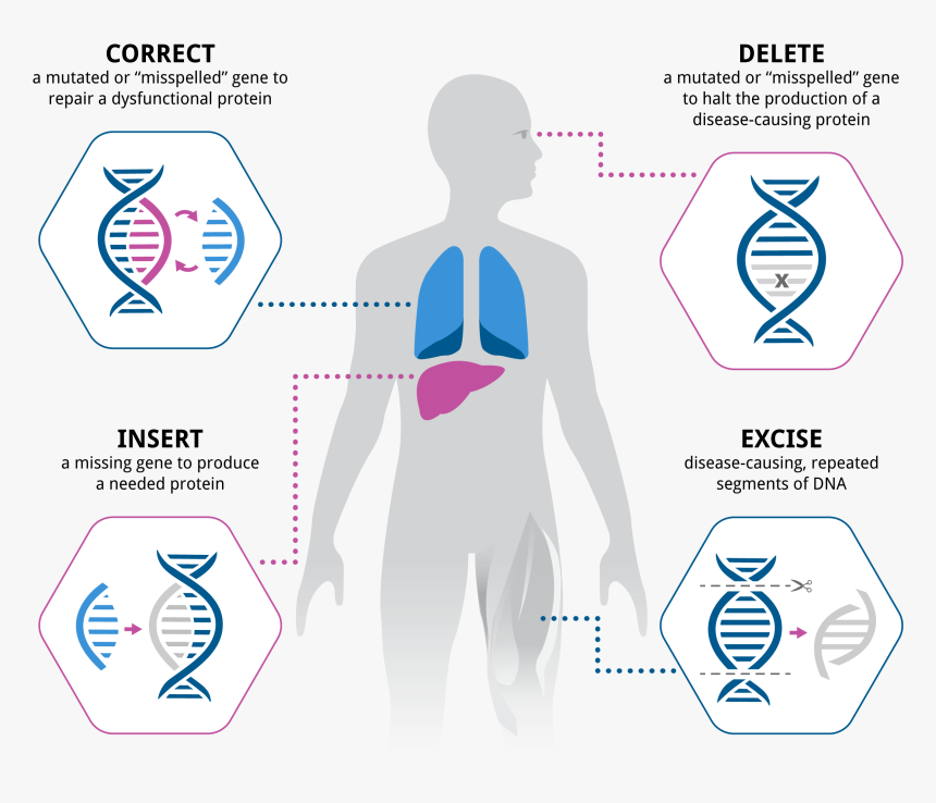 Gene Png, Transparent Png, Free Download